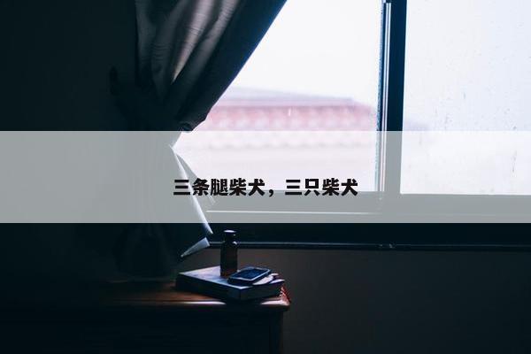 三条腿柴犬，三只柴犬