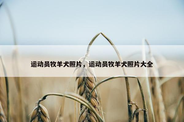 运动员牧羊犬照片，运动员牧羊犬照片大全