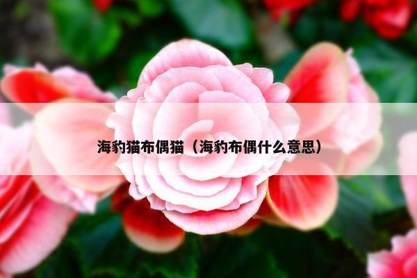 海豹猫布偶猫（海豹布偶什么意思）