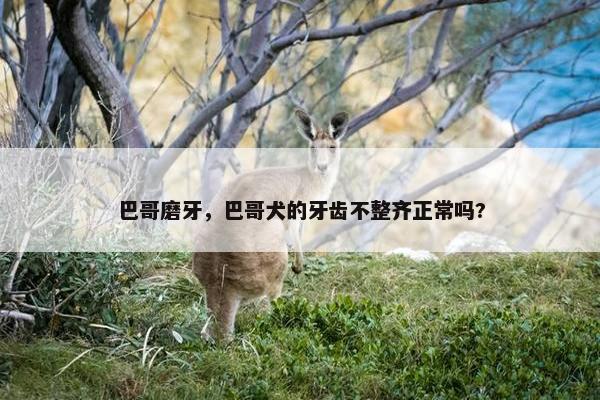 巴哥磨牙，巴哥犬的牙齿不整齐正常吗?
