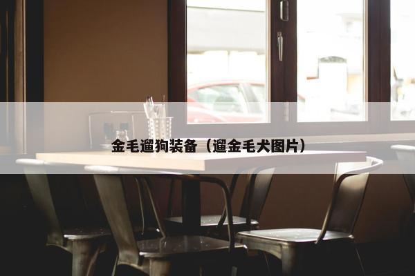 金毛遛狗装备（遛金毛犬图片）