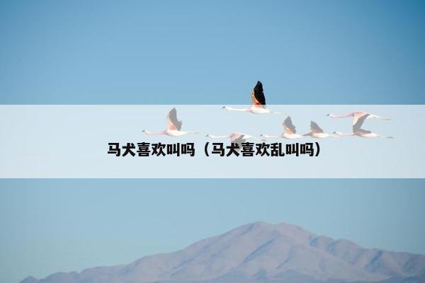 马犬喜欢叫吗（马犬喜欢乱叫吗）