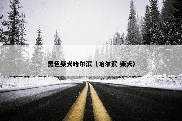 黑色柴犬哈尔滨（哈尔滨 柴犬）