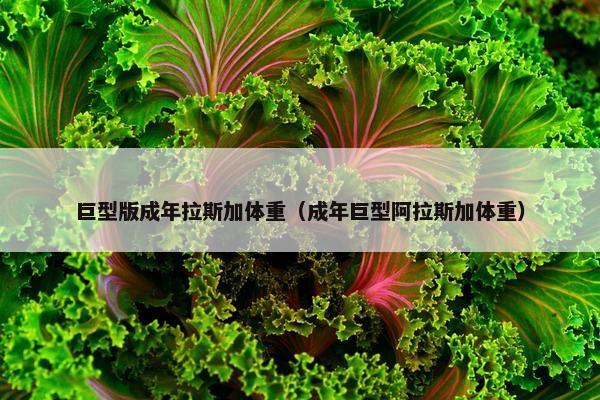 巨型版成年拉斯加体重（成年巨型阿拉斯加体重）