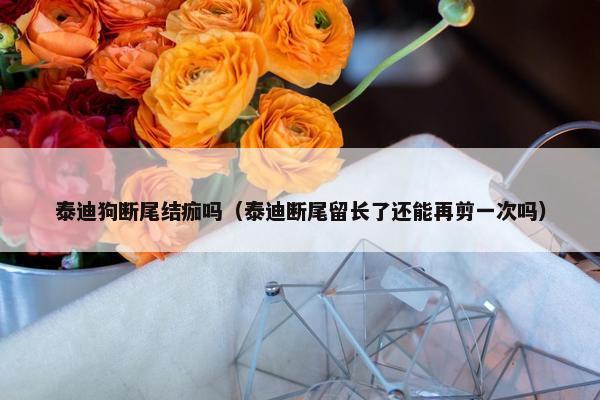 泰迪狗断尾结痂吗（泰迪断尾留长了还能再剪一次吗）