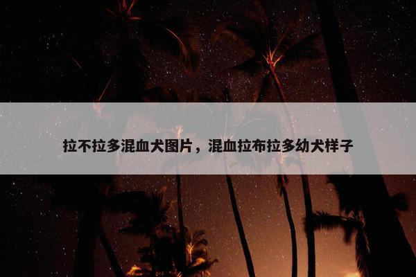 拉不拉多混血犬图片，混血拉布拉多幼犬样子