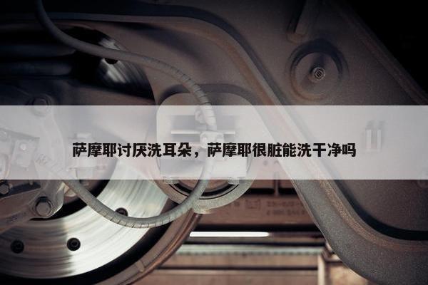 萨摩耶讨厌洗耳朵，萨摩耶很脏能洗干净吗