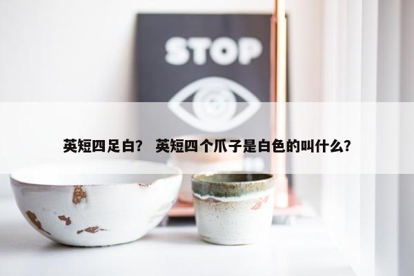 英短四足白？ 英短四个爪子是白色的叫什么？