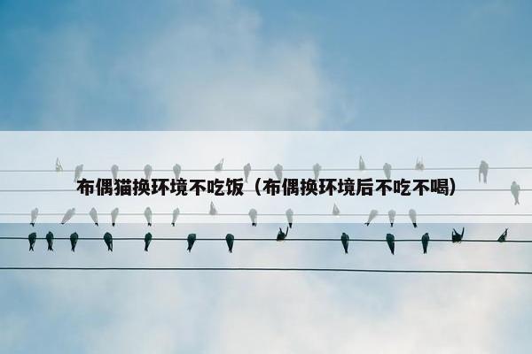 布偶猫换环境不吃饭（布偶换环境后不吃不喝）
