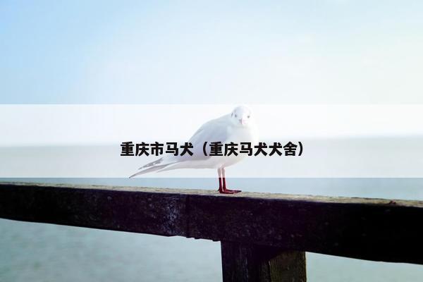 重庆市马犬（重庆马犬犬舍）