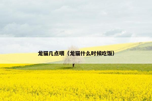 龙猫几点喂（龙猫什么时候吃饭）
