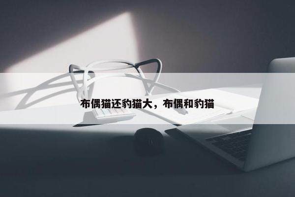 布偶猫还豹猫大，布偶和豹猫