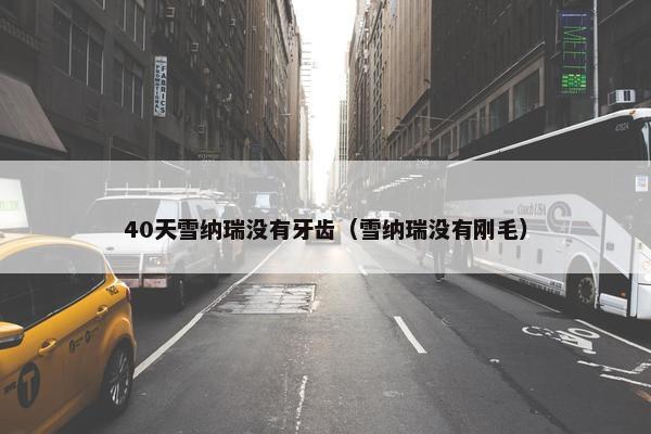 40天雪纳瑞没有牙齿（雪纳瑞没有刚毛）