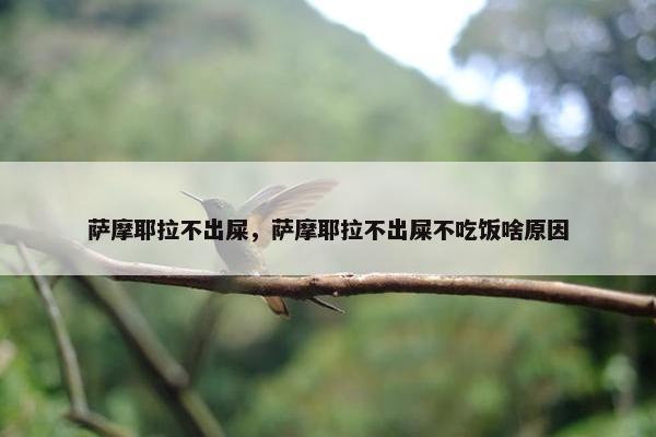 萨摩耶拉不出屎，萨摩耶拉不出屎不吃饭啥原因