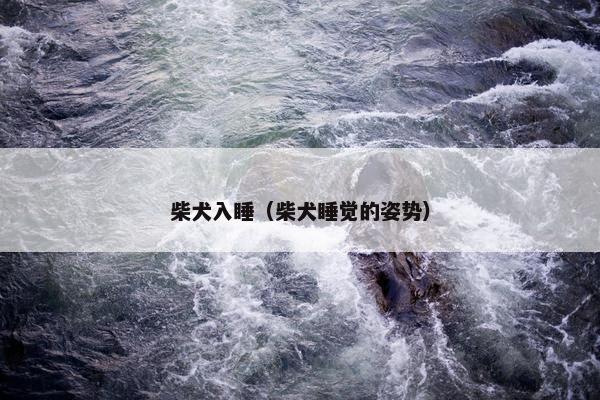 柴犬入睡（柴犬睡觉的姿势）