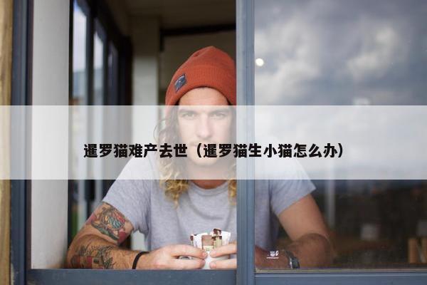 暹罗猫难产去世（暹罗猫生小猫怎么办）