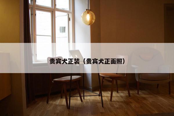 贵宾犬正装（贵宾犬正面照）