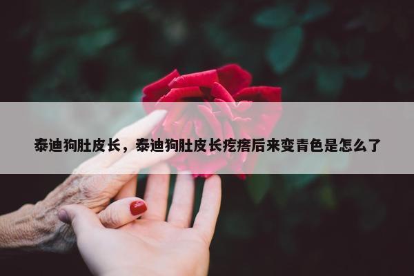 泰迪狗肚皮长，泰迪狗肚皮长疙瘩后来变青色是怎么了