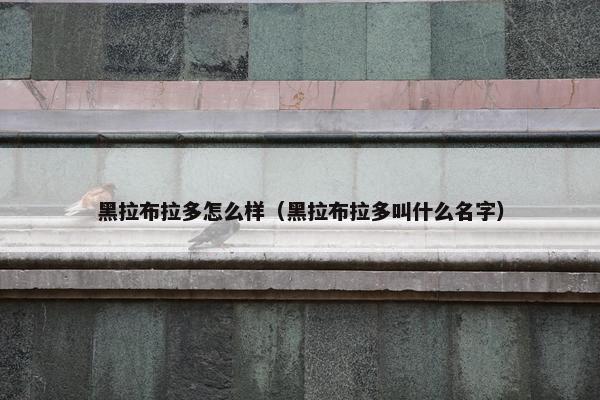 黑拉布拉多怎么样（黑拉布拉多叫什么名字）