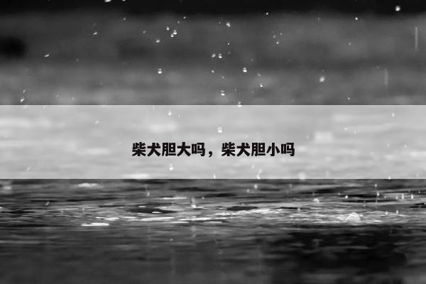柴犬胆大吗，柴犬胆小吗
