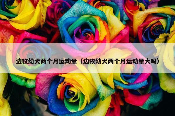 边牧幼犬两个月运动量（边牧幼犬两个月运动量大吗）
