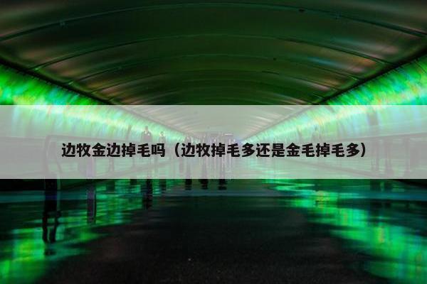 边牧金边掉毛吗（边牧掉毛多还是金毛掉毛多）