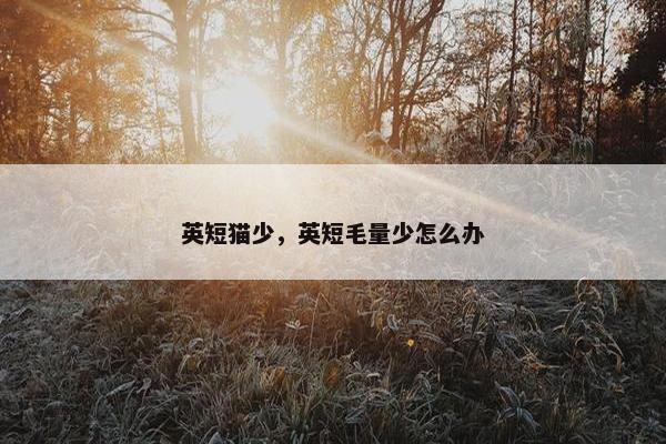 英短猫少，英短毛量少怎么办