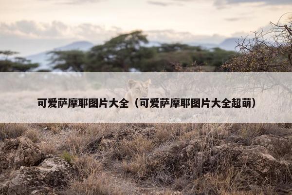 可爱萨摩耶图片大全（可爱萨摩耶图片大全超萌）