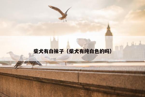 柴犬有白袜子（柴犬有纯白色的吗）