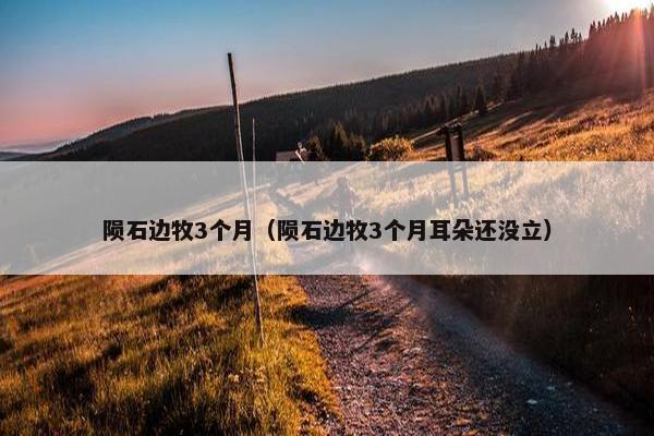 陨石边牧3个月（陨石边牧3个月耳朵还没立）
