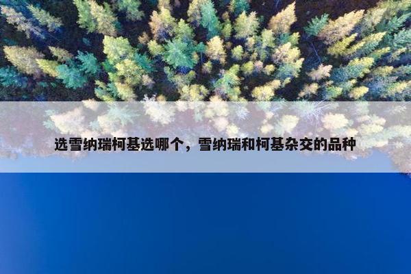选雪纳瑞柯基选哪个，雪纳瑞和柯基杂交的品种