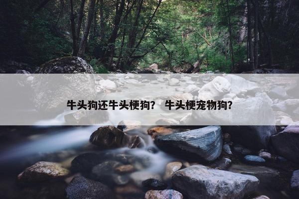 牛头狗还牛头梗狗？ 牛头梗宠物狗？
