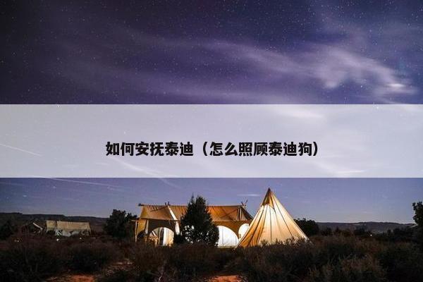 如何安抚泰迪（怎么照顾泰迪狗）