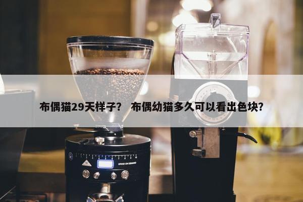 布偶猫29天样子？ 布偶幼猫多久可以看出色块？