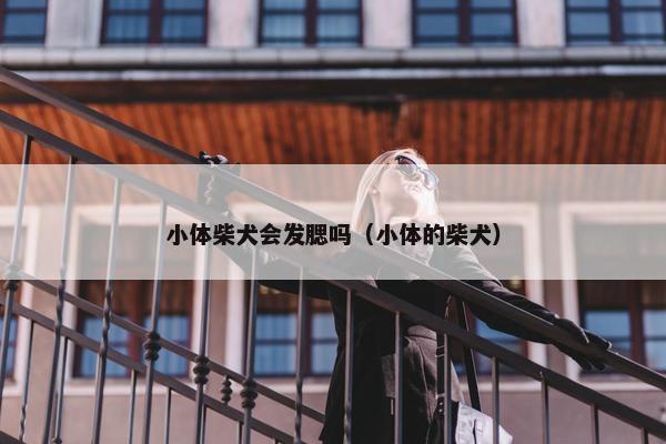 小体柴犬会发腮吗（小体的柴犬）