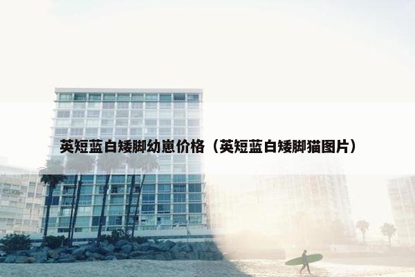 英短蓝白矮脚幼崽价格（英短蓝白矮脚猫图片）