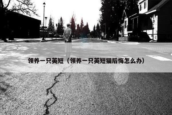 领养一只英短（领养一只英短猫后悔怎么办）