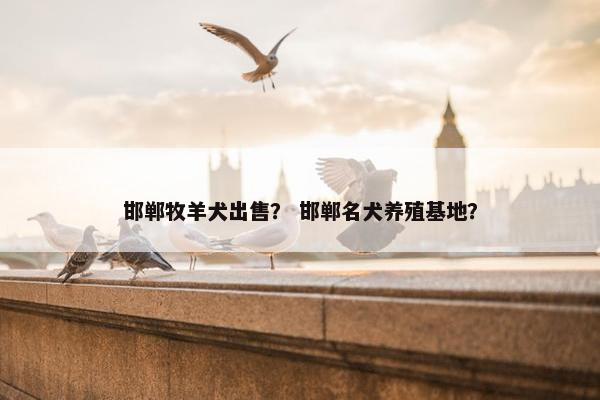 邯郸牧羊犬出售？ 邯郸名犬养殖基地？