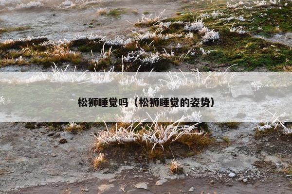 松狮睡觉吗（松狮睡觉的姿势）