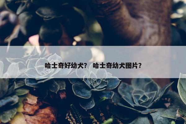 哈士奇好幼犬？ 哈士奇幼犬图片？
