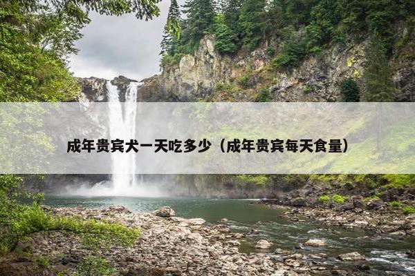 成年贵宾犬一天吃多少（成年贵宾每天食量）