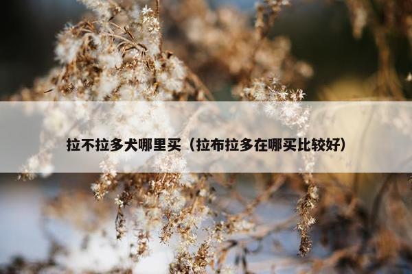 拉不拉多犬哪里买（拉布拉多在哪买比较好）