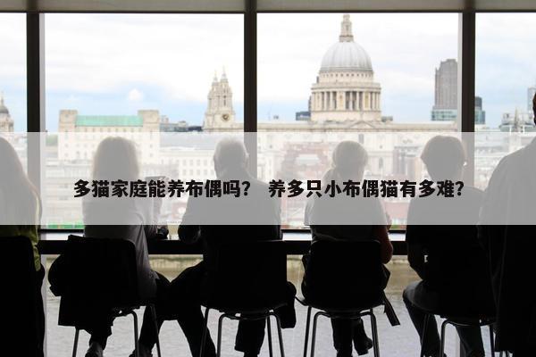 多猫家庭能养布偶吗？ 养多只小布偶猫有多难？