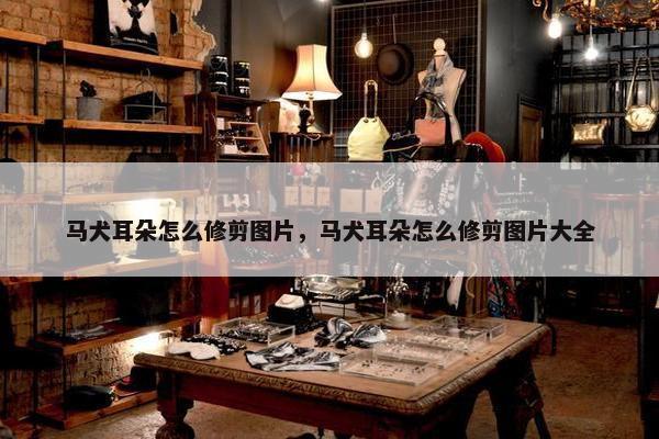 马犬耳朵怎么修剪图片，马犬耳朵怎么修剪图片大全