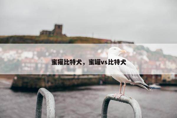 蜜獾比特犬，蜜罐vs比特犬
