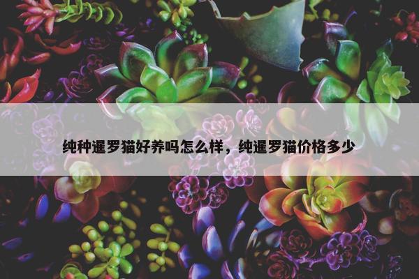 纯种暹罗猫好养吗怎么样，纯暹罗猫价格多少