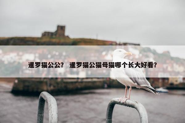 暹罗猫公公？ 暹罗猫公猫母猫哪个长大好看？