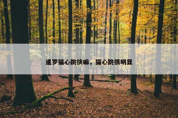 暹罗猫心跳快嘛，猫心跳很明显