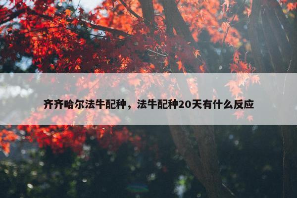 齐齐哈尔法牛配种，法牛配种20天有什么反应