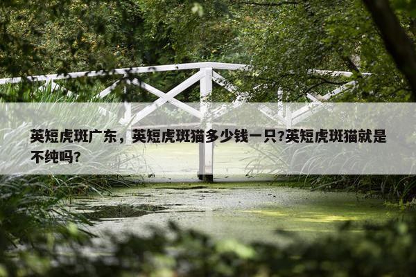 英短虎斑广东，英短虎斑猫多少钱一只?英短虎斑猫就是不纯吗?